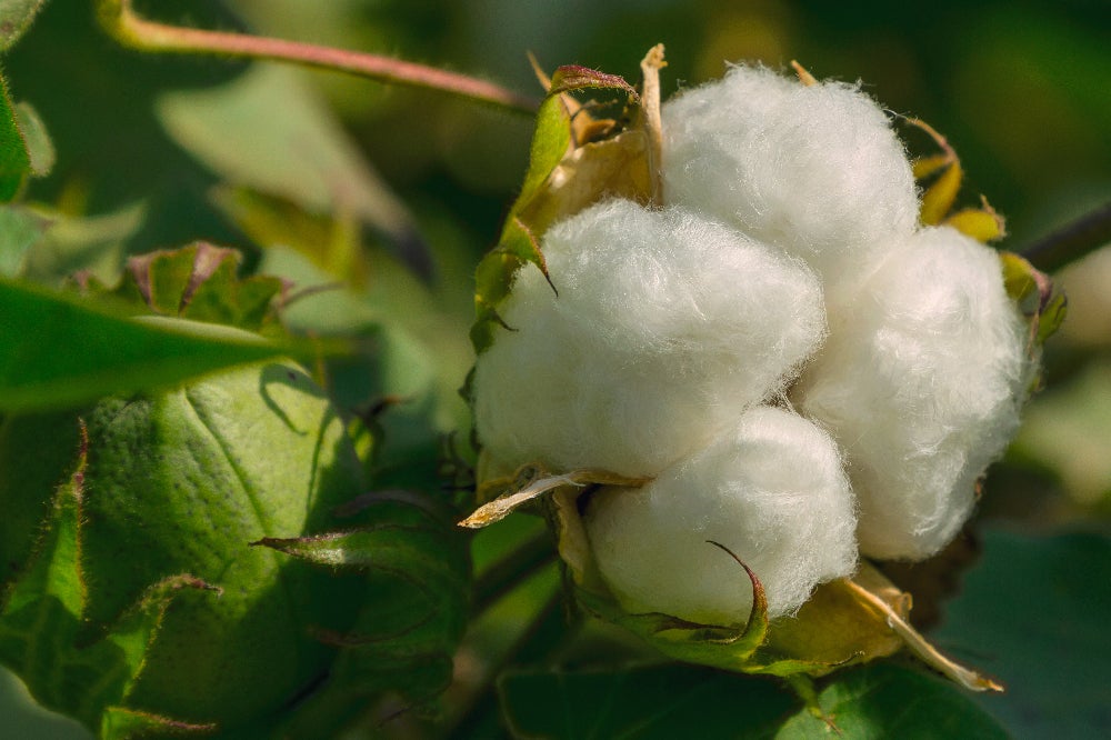 Spokane, Wash., School District Releases Investigation Findings on Cotton-Cleaning Assignment Given to Black Teens