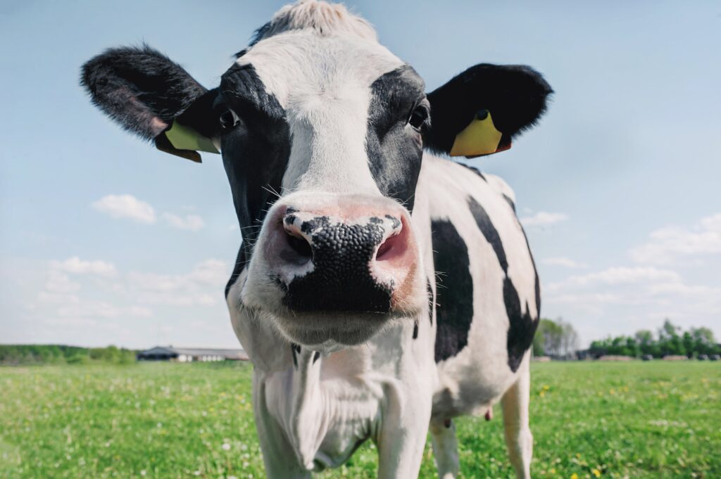 Mississippi Officials Urge Residents Not to Treat COVID-19 With Meds Designed for Cows and Horses