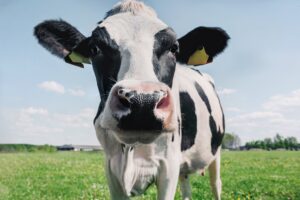Mississippi Officials Urge Residents Not to Treat COVID-19 With Meds Designed for Cows and Horses