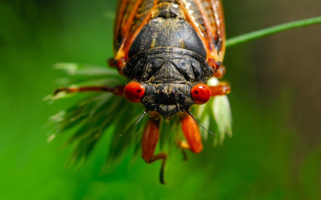 A Cicada Got Into My House and Tried to Eat My Family