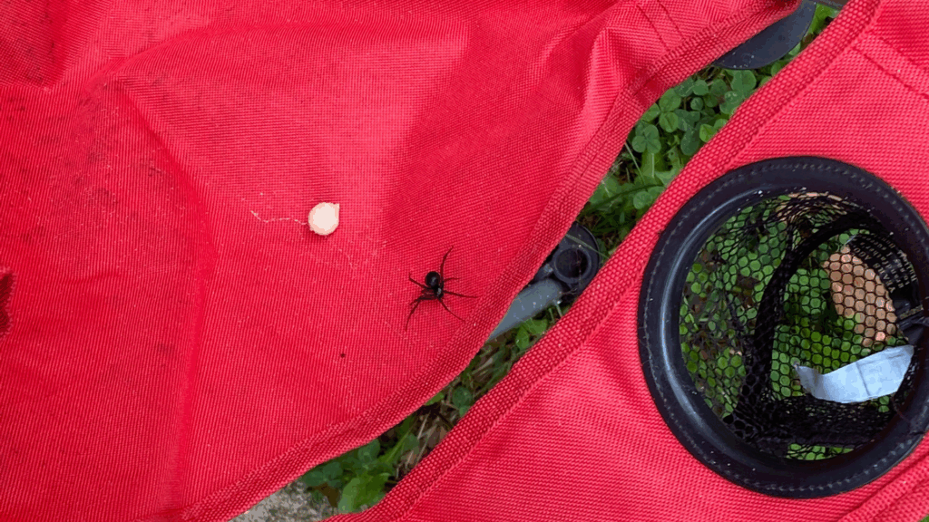 A Spider Broke Into My Car, Got Pregnant and Tried to Turn My Family Into a Jordan Peele Movie