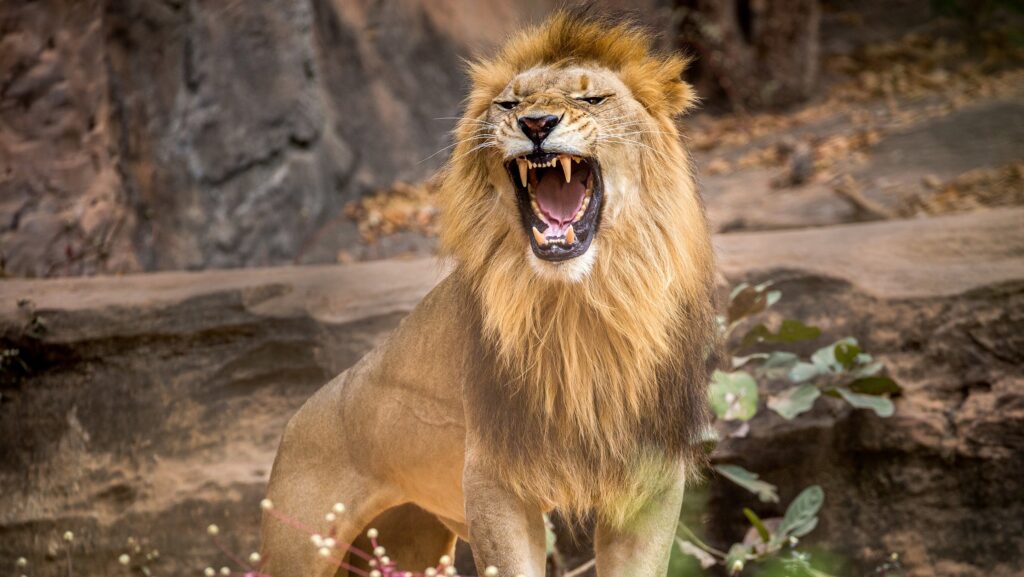 Really, Sis? Woman Risks Her Own Circle of Life in Dance With a Real ‘Lion King’ at NYC’s Bronx Zoo