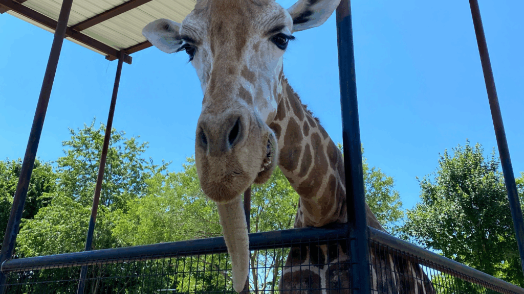 2 Giraffes—1 Adorably Named Waffles—Died in a Zoo Fire and Man, That's Some Sad Ass News