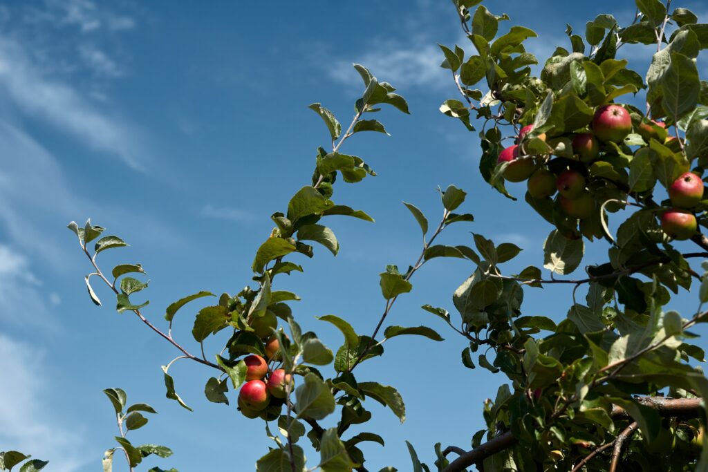 A Black Massachusetts Couple Says They Were Accused of Stealing 6 Apples While Visiting a Farm on Labor Day