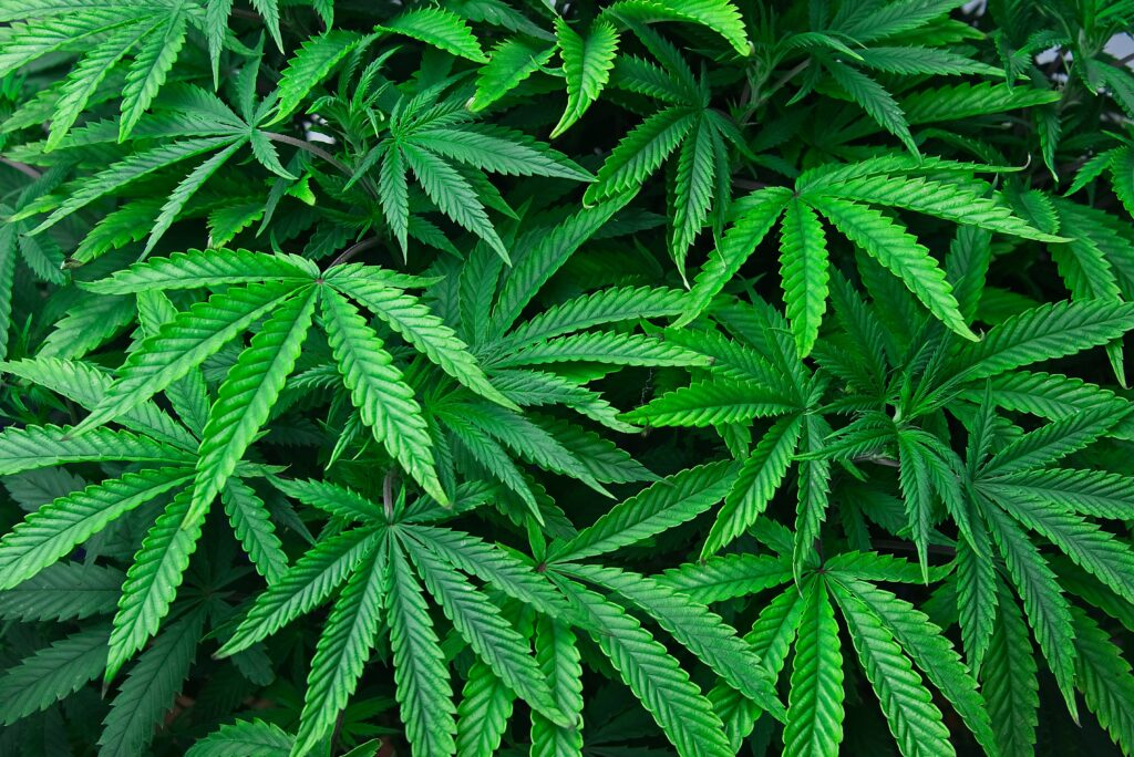 NJ Medical Marijuana Dispensaries Expected to Begin Legal Weed Sales