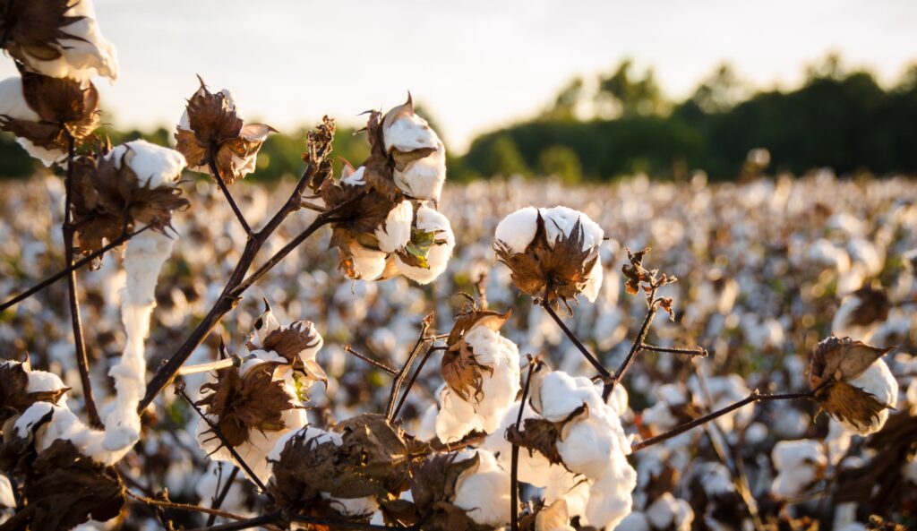 Rochester Teacher Placed On Leave After Forcing Black Students to Pick Cotton