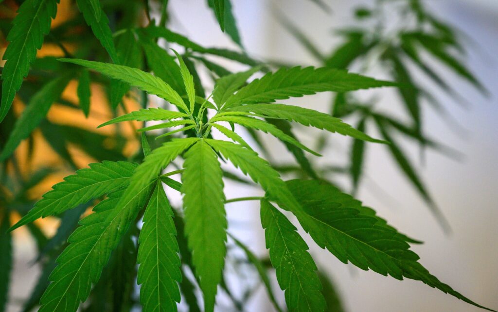 Close to 66,000 Marijuana Convictions to Be Dismissed in Los Angeles