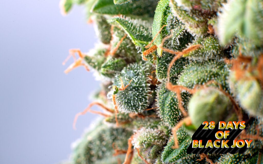 28 Days of Black Joy: Cannabis Is the Blackest Thing Ever