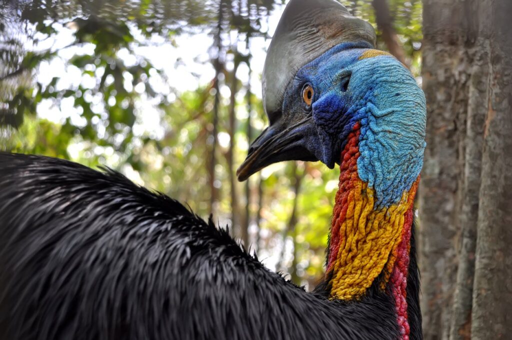 Florida Man Meets Tragic Death After Being Killed by Rare Cassowary Bird